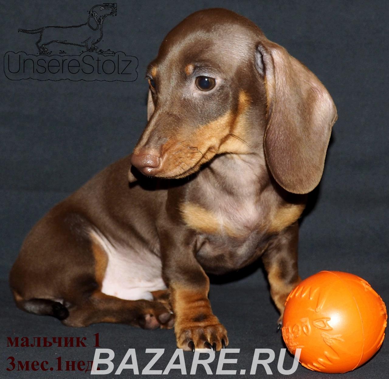 Такса миниатюрная - шоколадный щенок, Москва м. Кузьминки