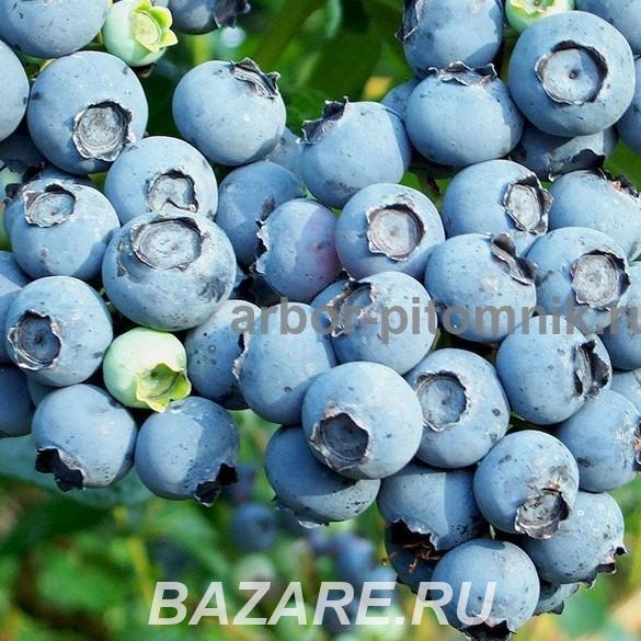Саженцы голубики из питомника с доставкой и посадкой