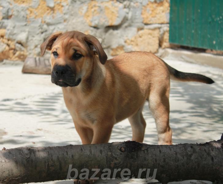 Предлагаются щенки редкой, но замечательной породы Ка Де Бо, Севастополь