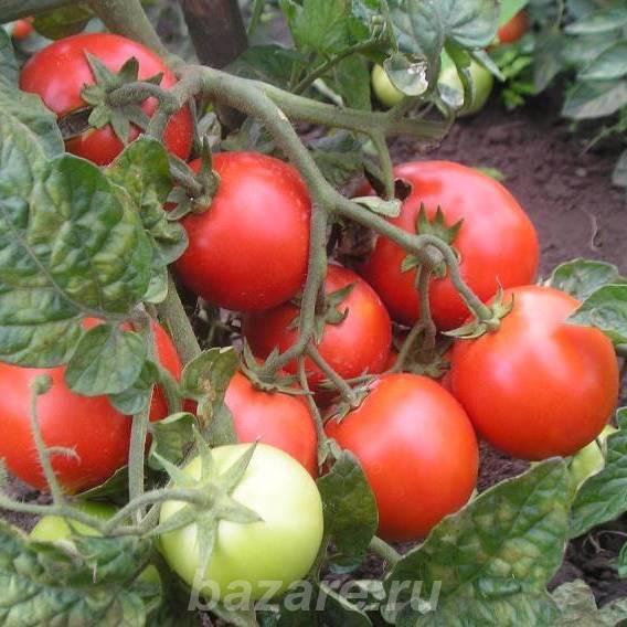 Морозоустойчивые томаты, семена, Кингисепп