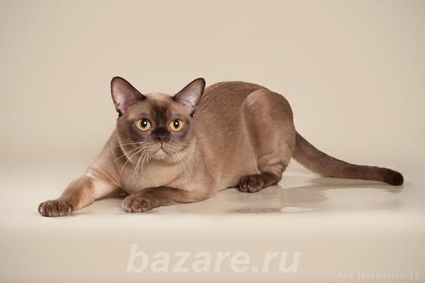 Бурманские котята, Санкт-Петербург