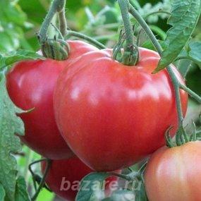 Розовые томаты, семена,  Элиста